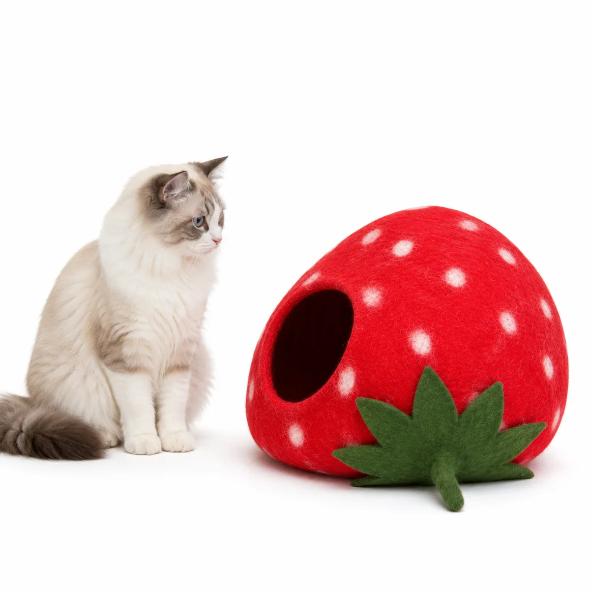 Catpod aardbei
